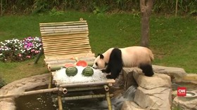 Dua Panda Korsel Terima Kejutan Menyegarkan di Musim Panas