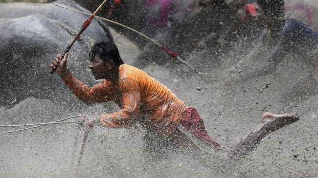'Barapan Kebo' Hipnotis Pengunjung Festival Pesona Moyo Lomba adu cepat kerbau itu tampak diminati para pengunjung di Lintasan Pacu Sumir Payung, Desa Karang Dima.