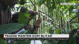 Ritual Manten Kopi Jadi Pembuka Tradisi Panen Kopi