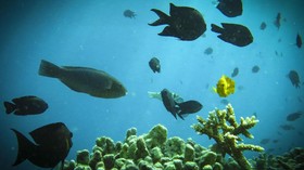Warga Lokal Labuan Bajo Protes Wisata Selam Dikuasai Asing