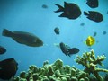 LIPI Respons Temuan Ikan Akan Punah Imbas Laut Semakin Panas