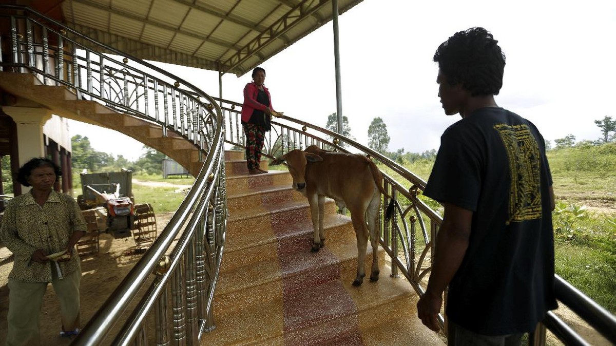 Cinta Janda Kamboja pada Sapi Muda Reinkarnasi Suami
