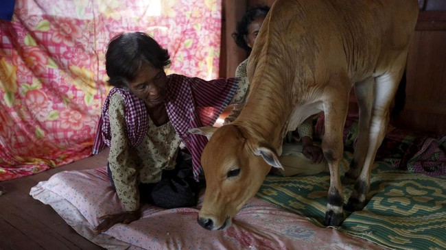 Cinta Janda Kamboja pada Sapi Muda Reinkarnasi Suami