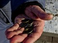 Sakit, Pria India Ternyata 'Punya' 263 Koin dan Besi di Perut