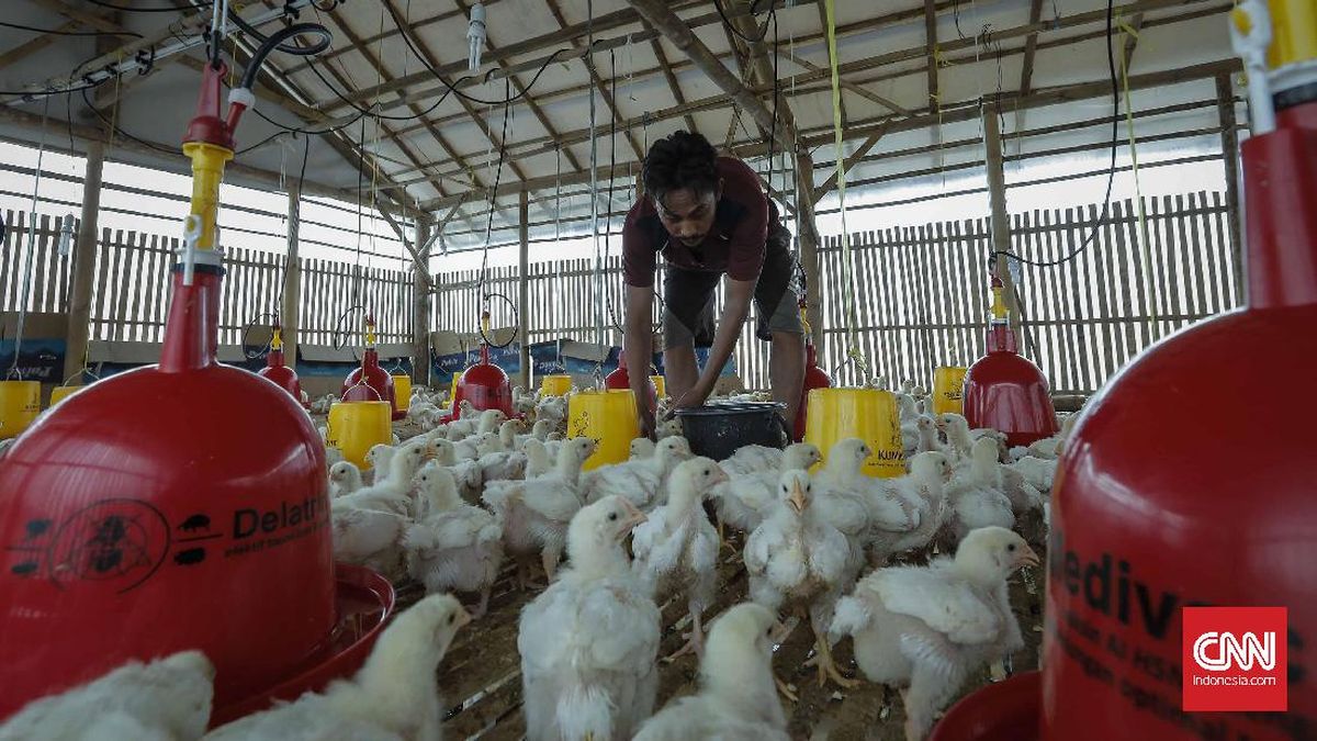 Harga Ayam Hidup Anjlok ke Rp18 Ribu per Kg