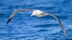 Melihat Matematika pada Cara Terbang Burung Albatross