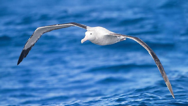Sebuah studi baru menemukan hubungan antara matematika dan cara terbang burung laut albatross.