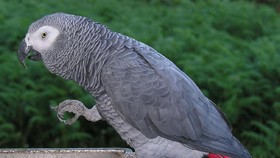 Mumi Burung Beo Ditemukan di Gurun Amerika Selatan