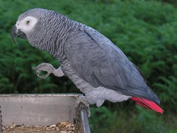 Mengapa Burung Beo Bisa Bicara Seperti Manusia?