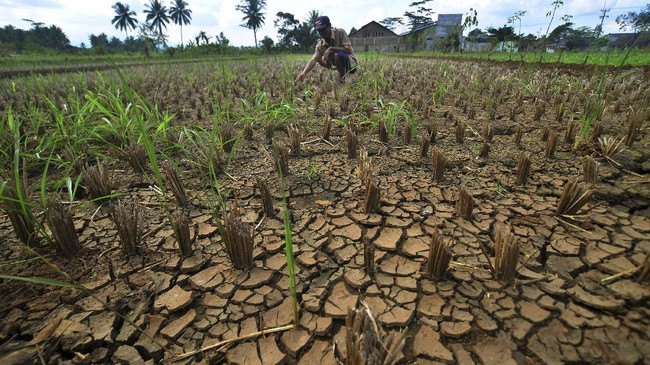Menko Airlangga mewaspadai ancaman kekeringan akibat El Nino tahun depan, yang bisa mengancam ketahanan pangan dan memicu lonjakan inflasi.