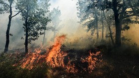 Kebakaran Hutan, Perancis Minta Bantuan Internasional