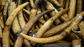 Pemenggal Gajah di Aceh Dibekuk, Gading Disita di Bekasi