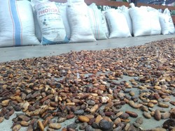 Ke Jatim, Mentan Minta Produksi Kakao Terus Digenjot