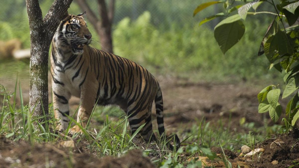 Harimau Muncul di Ladang Karet, Warga Padangsidimpuan Ketakutan