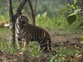 Harimau Sumatera Terancam Punah, Banyak Dibunuh Manusia