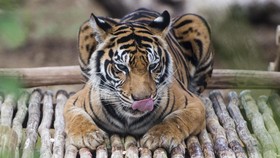 Terjerat Pemburu Liar, Kaki Harimau Sumatera Diamputasi