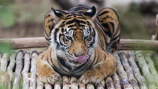 Penangkaran harimau sumatera di taman safari indonesia merupakan salah satu upaya untuk