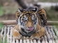 Polisi Bongkar Makam Petani Korban Serangan Harimau di Sumsel