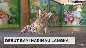 Debut Bayi Harimau Langka