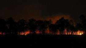 Ratusan Titik Kebakaran Hutan Terdeteksi di Kalimantan Barat