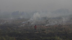 Lima Provinsi Tetapkan Siaga Darurat Penanganan Bencana Asap