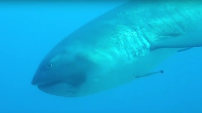 Seorang penyelam tak sengaja merekam penampakan hiu yang sangat langka di perairan Pulau Komodo. Penampilan hiu ini sangat menyeramkan.