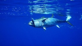 Peran Getah Bening pada Sirip Ikan Tuna