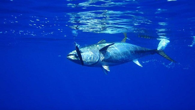 Ikan tuna ternyata mengembangkan sistem hidrolik yang mengandalkan getah beningnya.