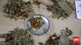 7 Tanaman Obat Paling Dicari dan Berkhasiat