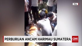 Habitat Harimau Menyempit Akibat Alih Fungsi Hutan