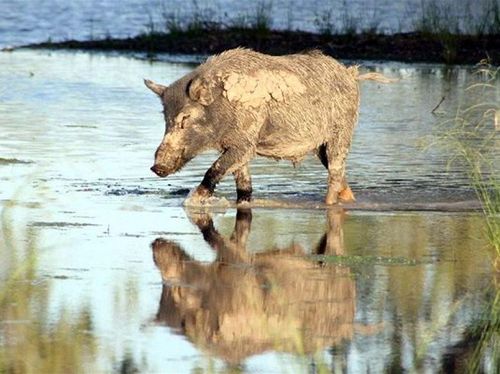 Babi Liar Dikhawatirkan Sebarkan Bakteri Pemicu Infertilitas di Australia