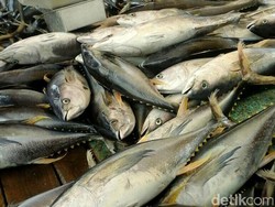 Ikan-ikan Ini Bisa Mengandung Merkuri Rendah hingga Tinggi, Jeli Memilih Ya!