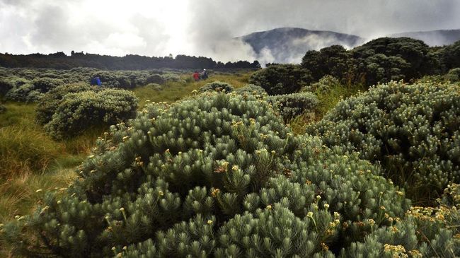 Muncul 'Blue Fire', Kunjungan Wisata ke Gunung Papandayan Dibatasi