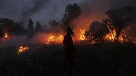 BPBD Catat 20 Hektare Lahan Sawit Terbakar di Agam Sumbar