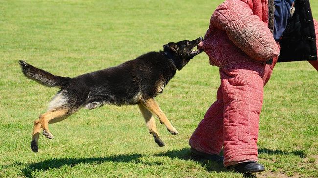 Delapan Alasan Anjing Agresif Dan Menggigit Manusia