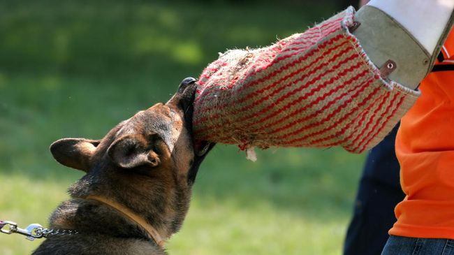 Pertolongan Pertama Saat Digigit Anjing