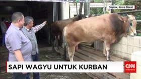Sapi Lokal hingga Wagyu Dijual untuk Kurban
