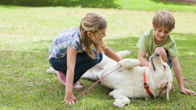 Anjing pit bull sebenarnya tak berbahaya bermain dengan anak-anak. Namun, bagaimanapun membiarkan mereka bersama tetaplah perlu pengawasan.