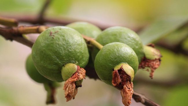 Buah jambu biji jadi salah satu makanan pendamping ASI (MPASI) yang kaya akan manfaat untuk bayi.