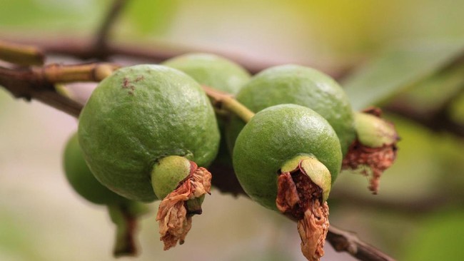 Hasil penelitian mahasiswa Lampung menunjukkan pemberian air rebusan buah jambu biji berpengaruh menurunkan kadar gula darah para penderita diabetes.