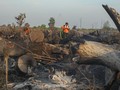 Cegah Kebakaran Hutan, Pemerintah Godok Insentif bagi Desa