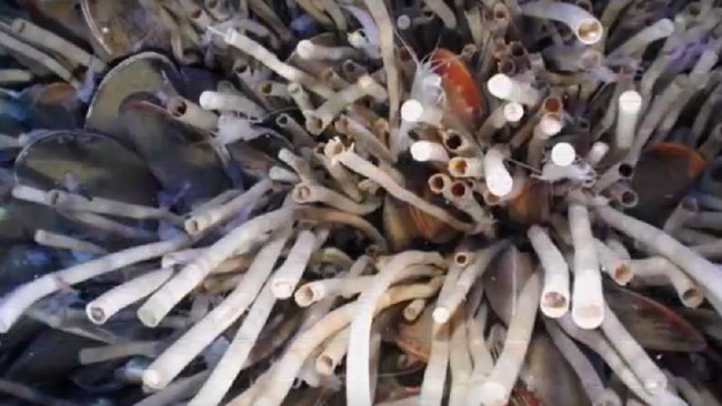 Cacing tabung ini bisa hidup beberapa dekade lebih lama ketimbang ‘sepupunya’ di laut dangkal. Usianya bisa lebih dari 300 tahun.