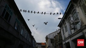 Ribuan Burung Jatuh dari Langit Saat Gelombang Panas Melanda India