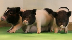 Viral Anak Babi Bermata Satu dan Bentuk Fisik Tak Biasa di NTT