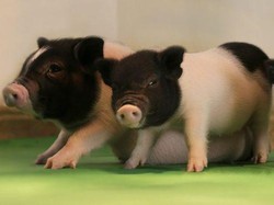 Viral Anak Babi Bermata Satu dan Bentuk Fisik Tak Biasa di NTT