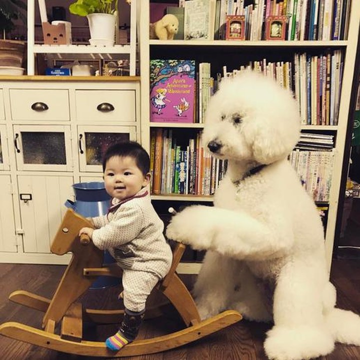 Mame naik kuda-kudaan, si anjing pudel deh yang mengayun-ayun. (Foto: Instagram/ @tamanegi.qoo.riku)