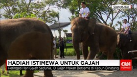 10 Gajah Makan Bersama di Hari Gajah Internasional