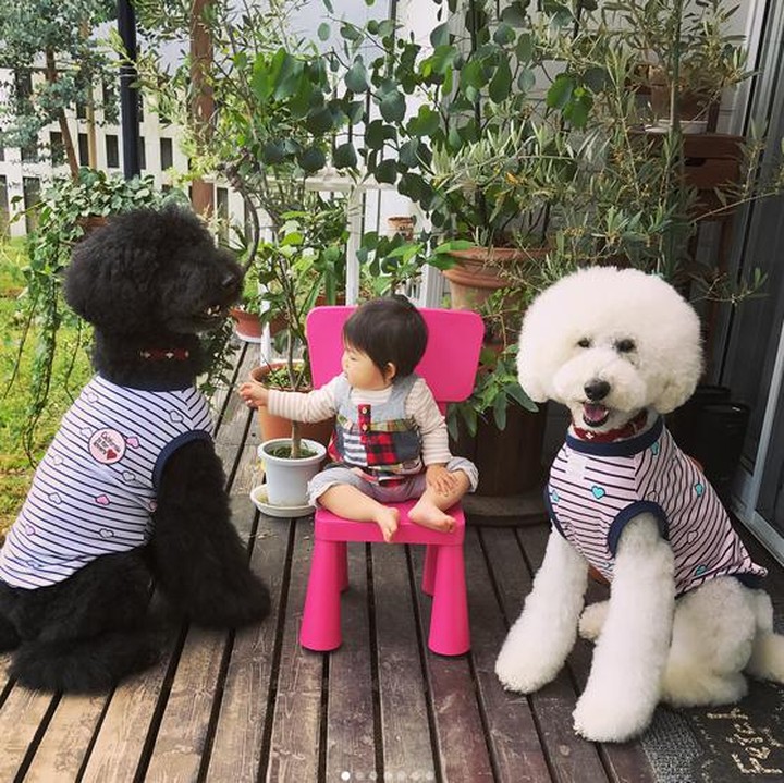 <div>Lagi asyik main difoto, eh cuma satu anjing pudelnya Mame yang sadar kamera. (Foto: Instagram/ @tamanegi.qoo.riku)</div><div> </div>