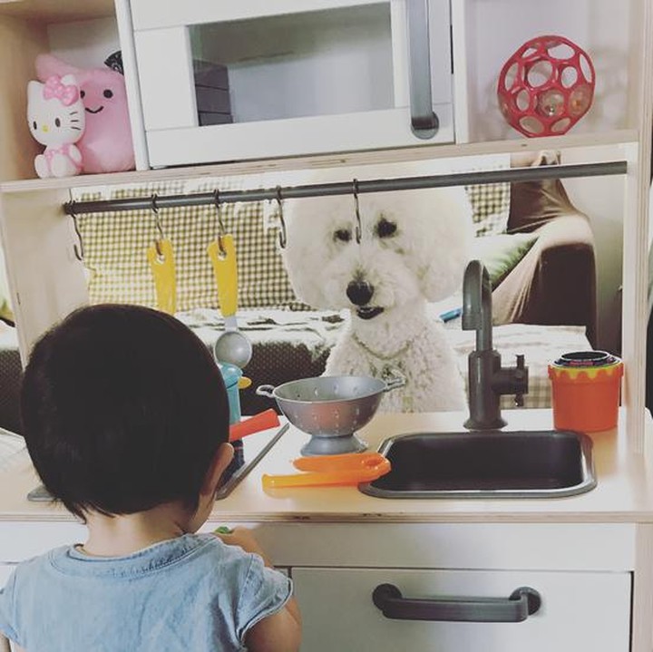 Begini jadinya kalau anjing peliharaan diajak main, bisa jadi pembeli dagangan, Bun. (Foto: Instagram/ @tamanegi.qoo.riku)