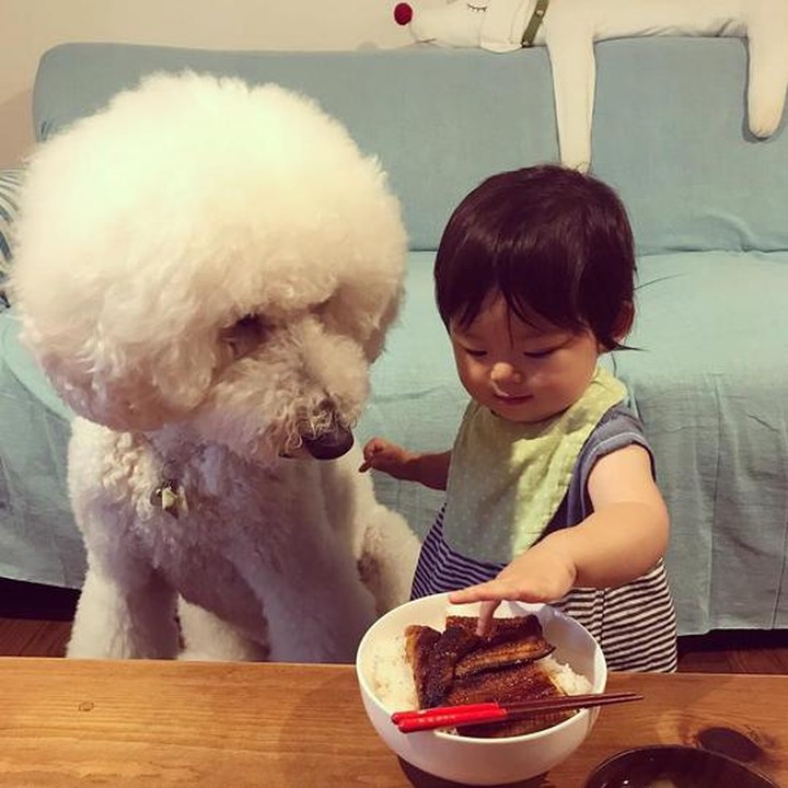 Anjing pudelnya mau disuapin apa, Mame? (Foto: Instagram/ @tamanegi.qoo.riku)